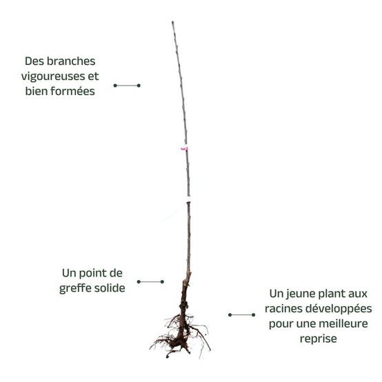 Cerisier bigarreau 'Tardif de Vignola' (Prunus avium 'Tardif de Vignola') - Scion de 100 à 150cm - Pépinières Naudet - Image 3
