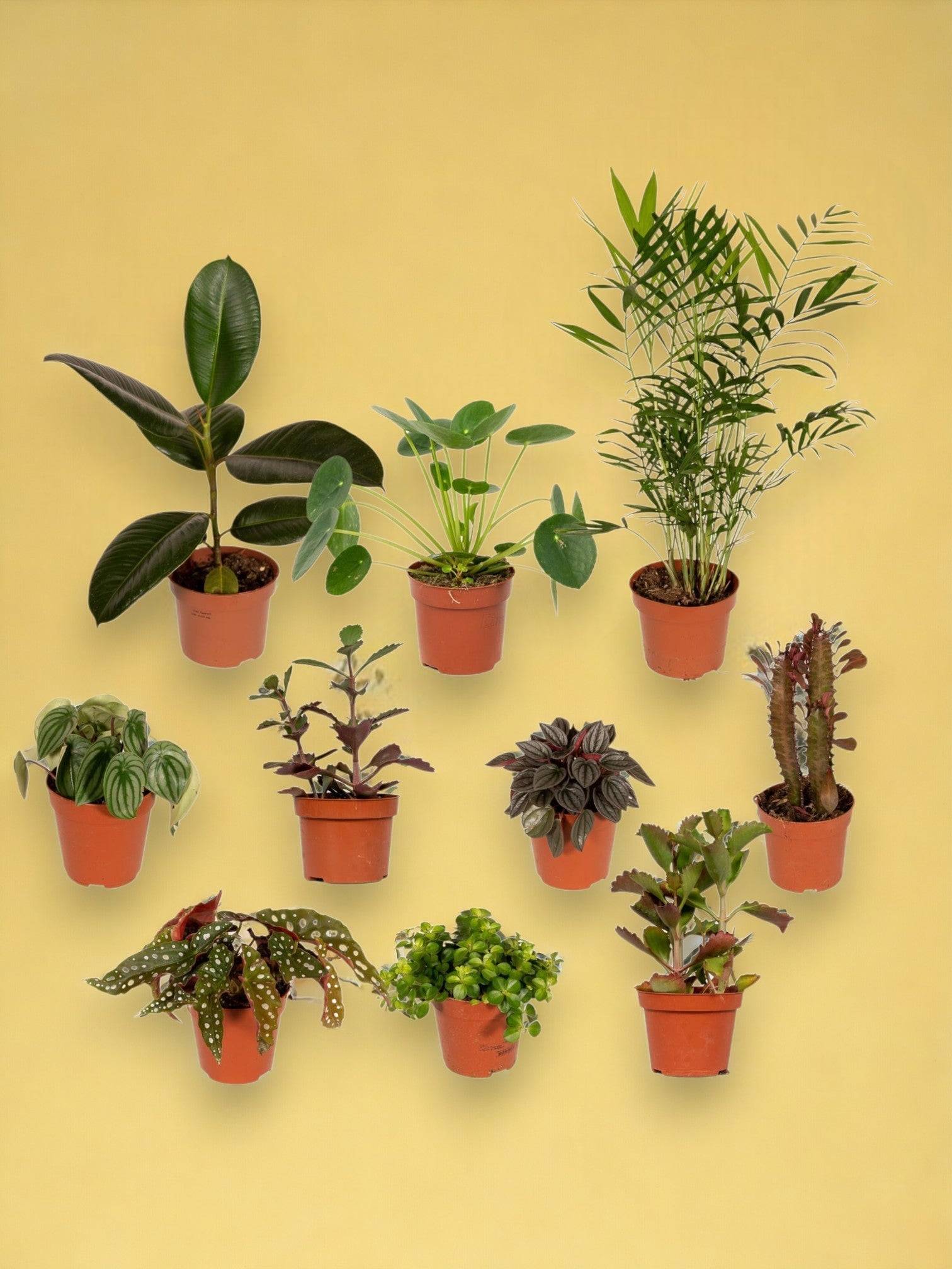 Box de 10 plantes surprises 30cm - Plante d'intérieur- La Green Touch - Image 2