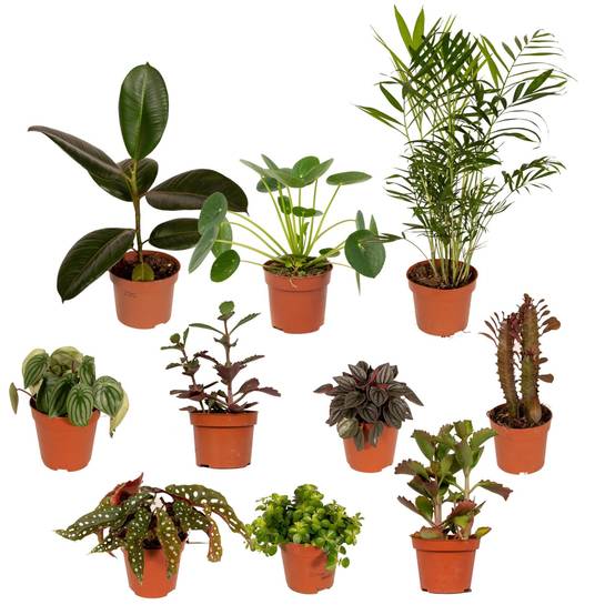 Box de 10 plantes surprises 30cm - Plante d'intérieur- La Green Touch - Image 1