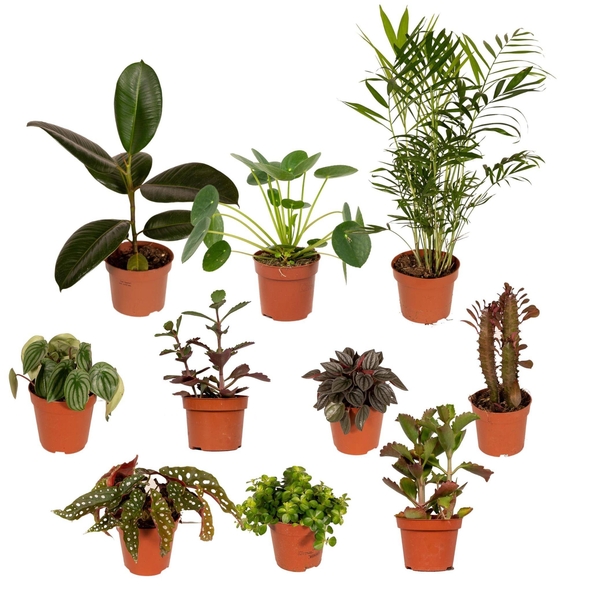 La Green Touch - Box de 10 plantes surprises 30cm - Plante d'intérieur- La Green Touch