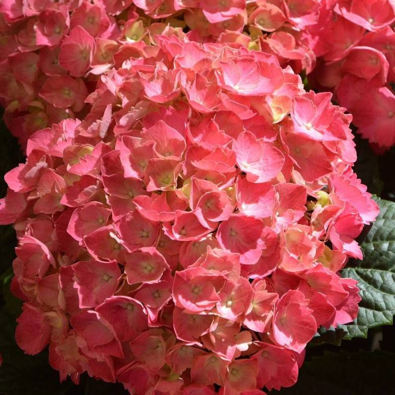 Hortensia Rouge, Hydrangea macrophylla à fleurs Rouge - feuillage Caduc - Pot de 4L - 40/60 cm-  hauteur à maturité De 1,00 m à 1,50 m - Image 1