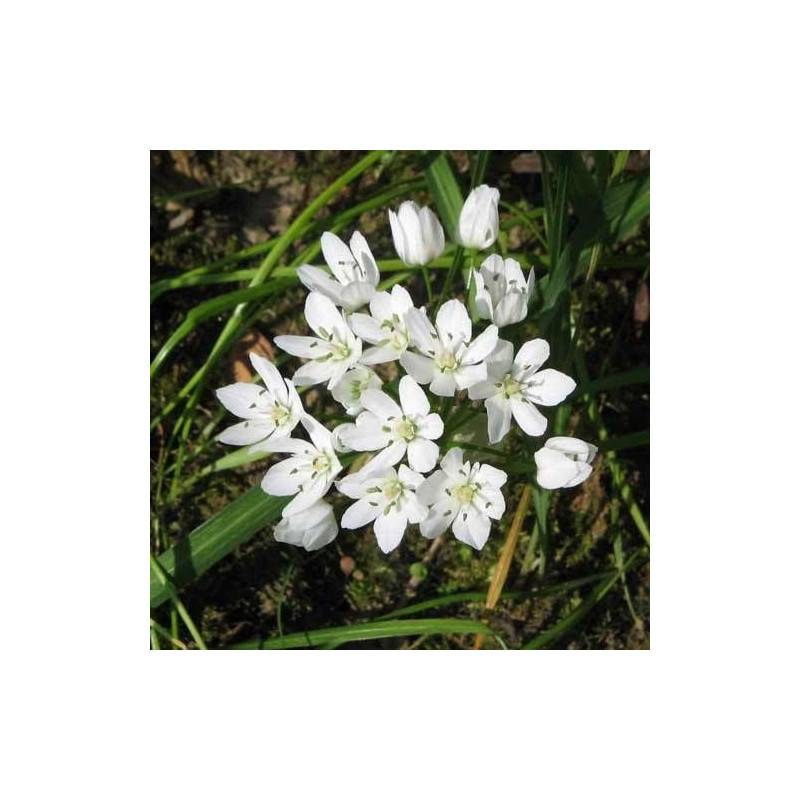 Ail de Naples à fleurs Blanche/ - feuillage Semi-Persistant - Godet - 5/20 cm - Imagen 1