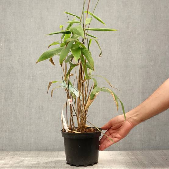 Sasa tessellata - Bambou nain Pot de 3L/4L - Image 2
