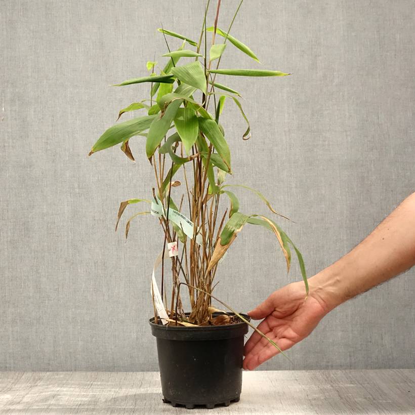 Sasa tessellata - Bambou nain Pot de 3L/4L - Image 2