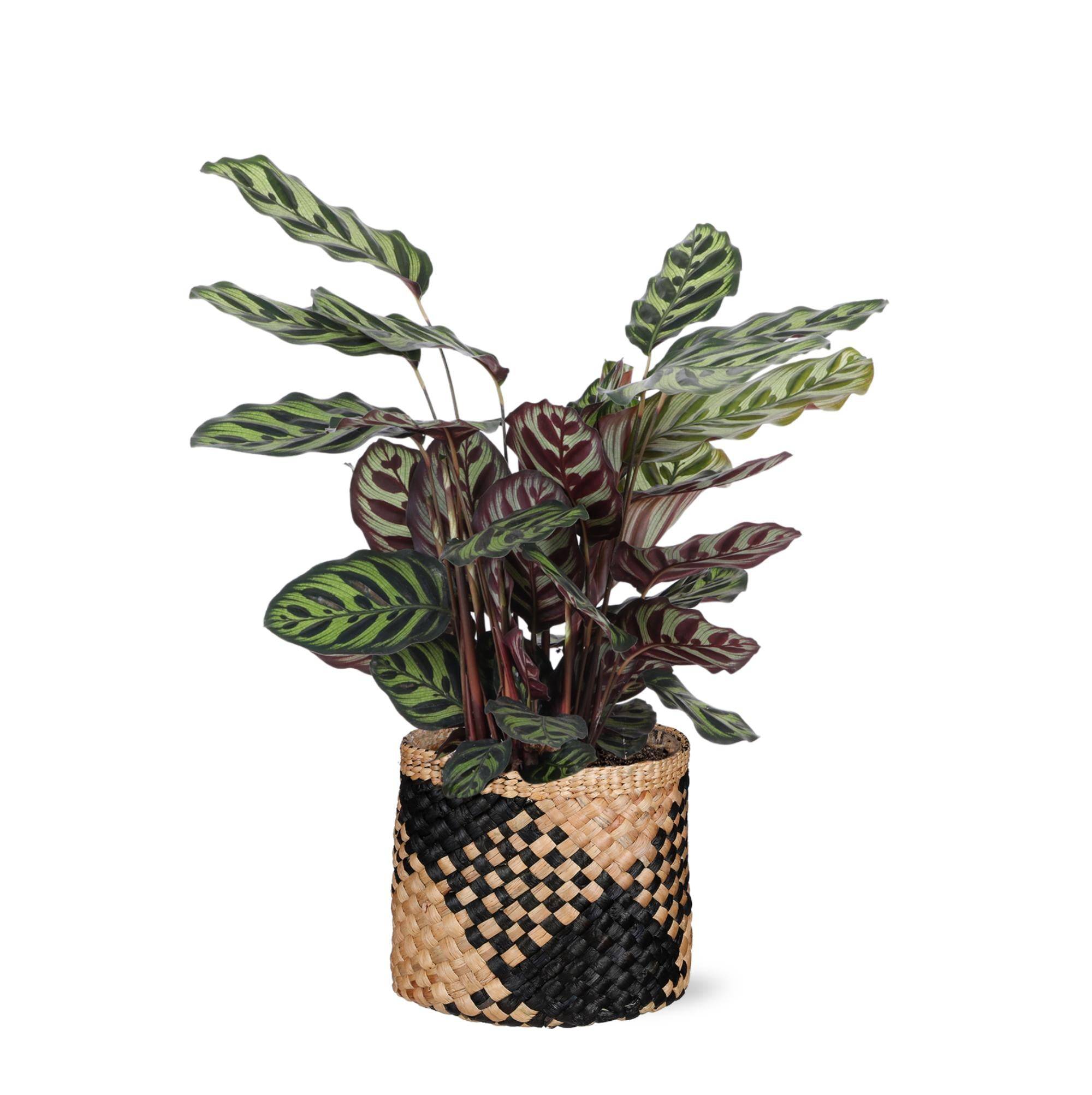 La Green Touch - Calathea Makoyana et son pot- La Green Touch Panier naturel Noir - Hauteur 70cm