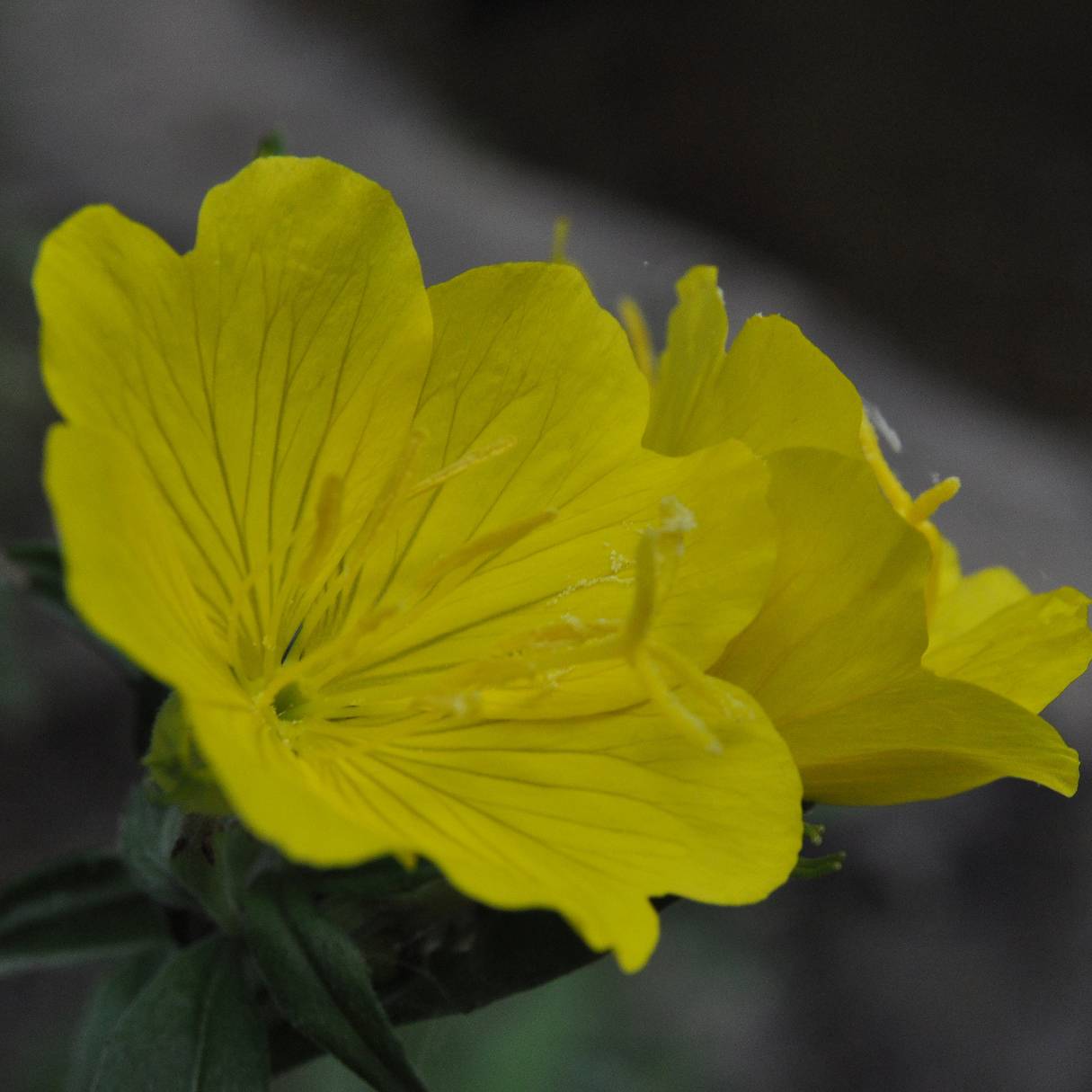 Oenothera tetragona - Onagre tétragone Godet de 8/9 cm