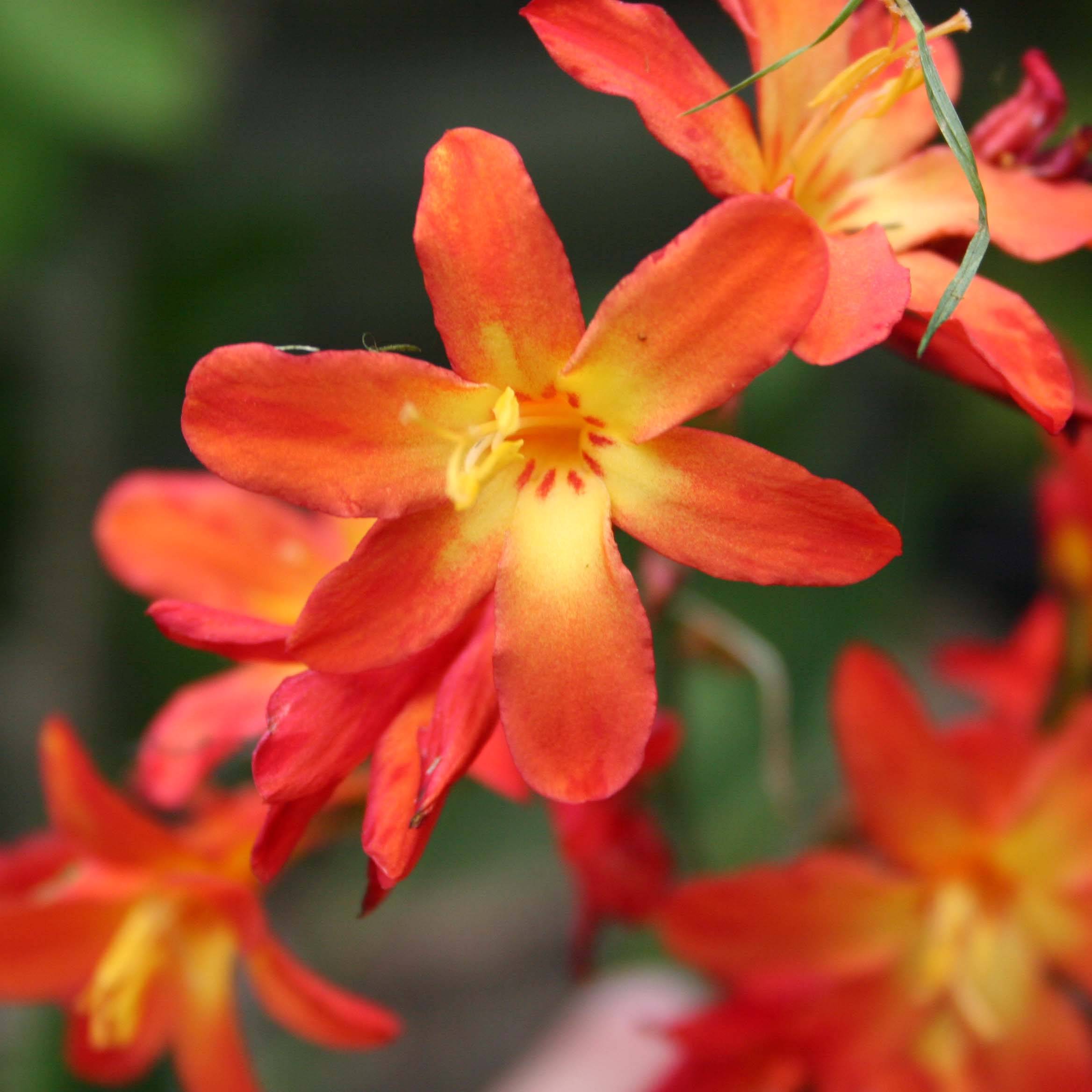 Promesse de Fleurs - Crocosmia Carmine Brillant - Montbretia Godet de 7/8 cm