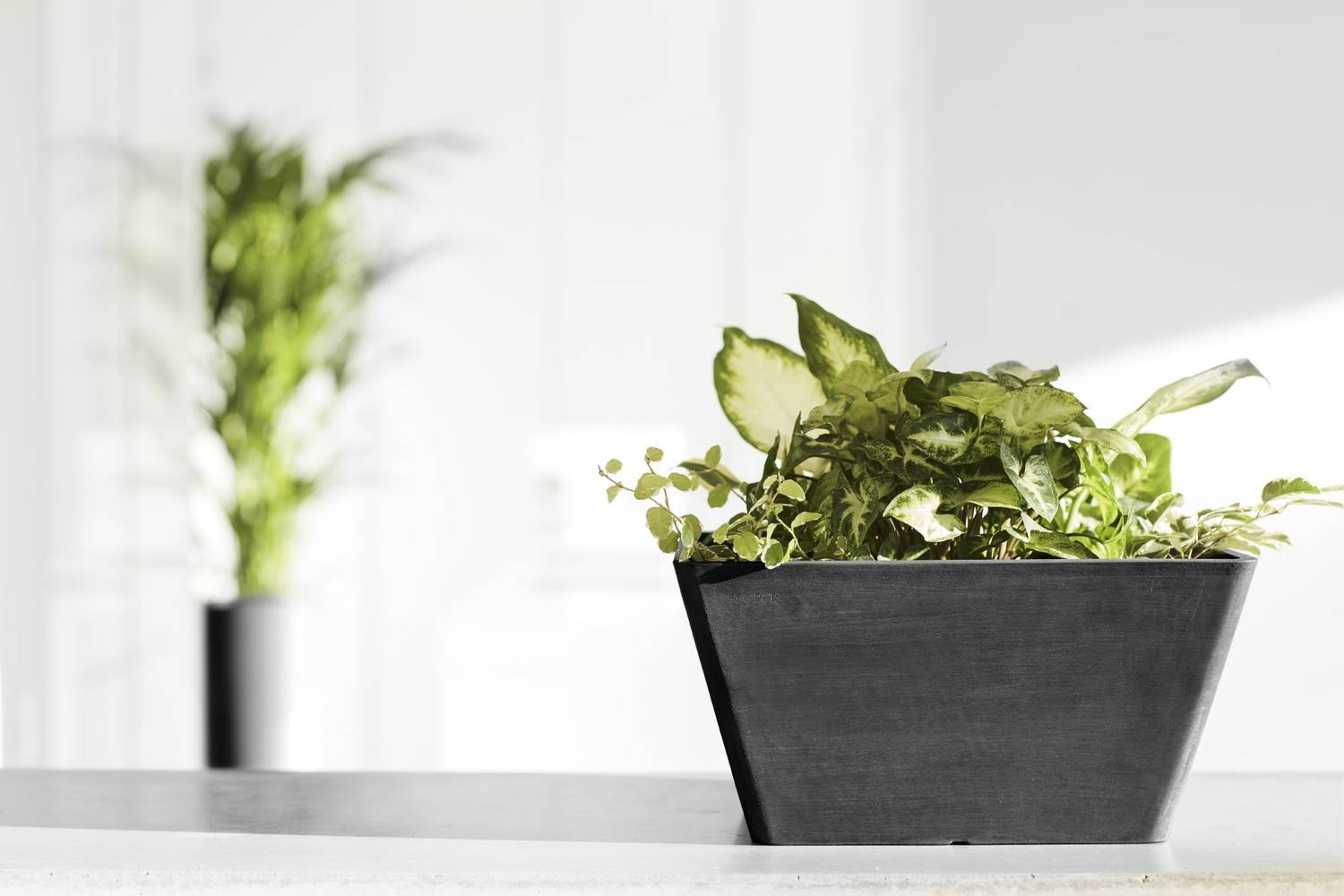 Ecopots - Pot Carré Berlin 30 Gris Foncé - 31 x 31 x H. 15,5 cm - 10 L ECOPOTS - Imagen 5