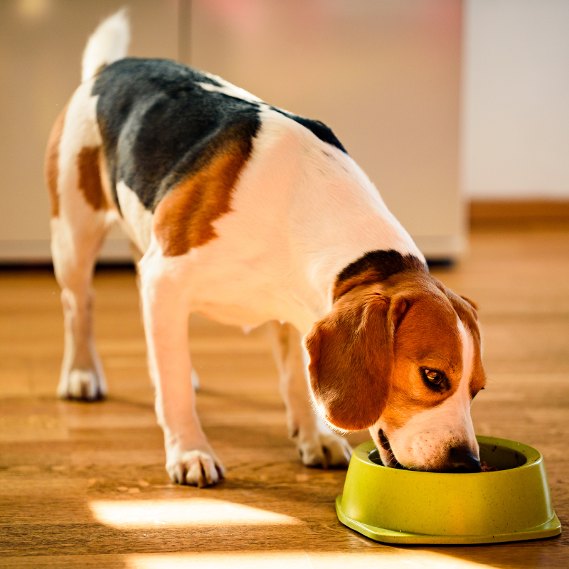 Alleva - Croquettes Sans Céréales Poulet & Canard pour Chien de Petite et Moyenne Taille - Imagen 2