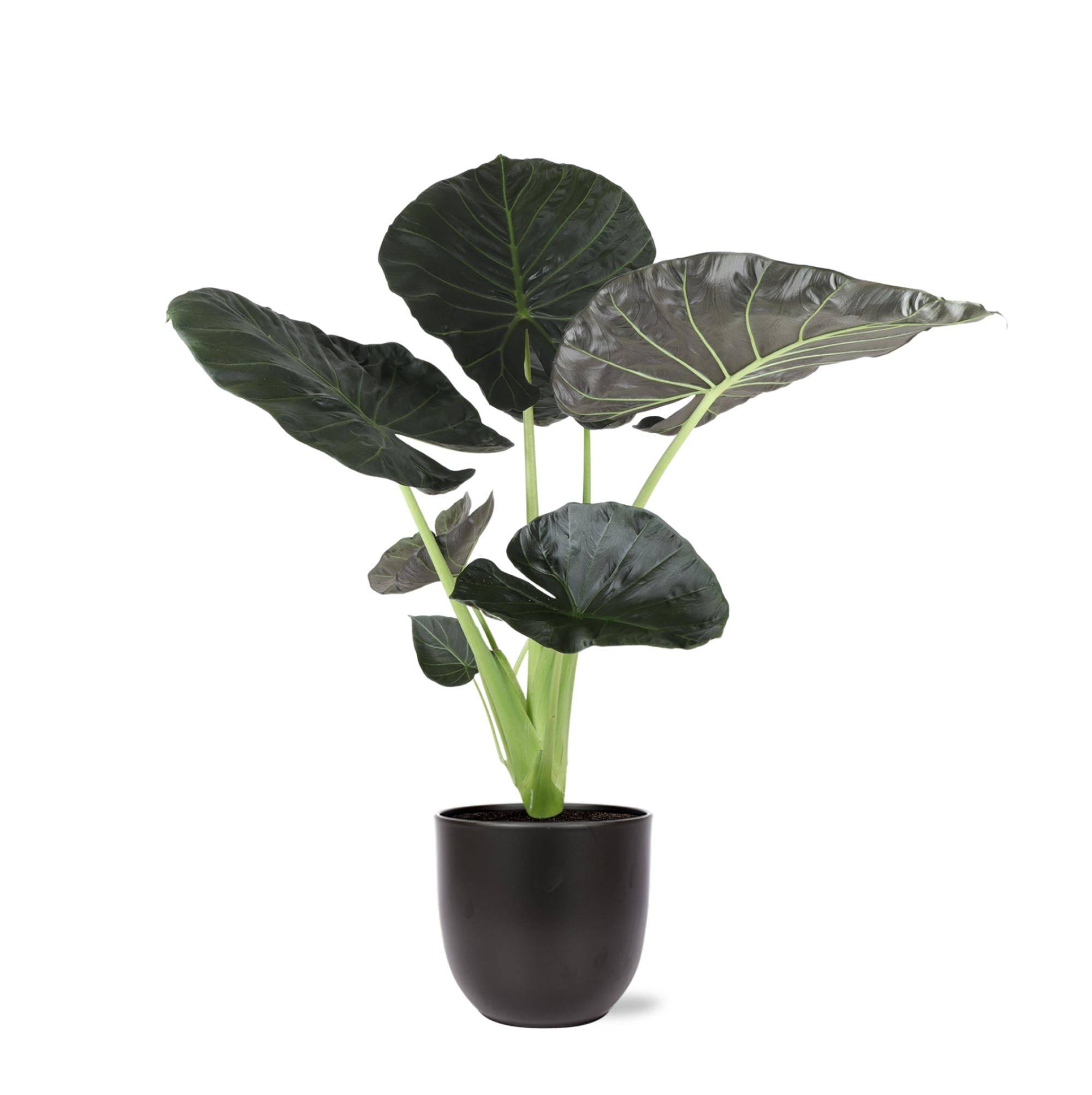 La Green Touch - Alocasia Regal Shield et son pot- La Green Touch Noir - Hauteur 100cm
