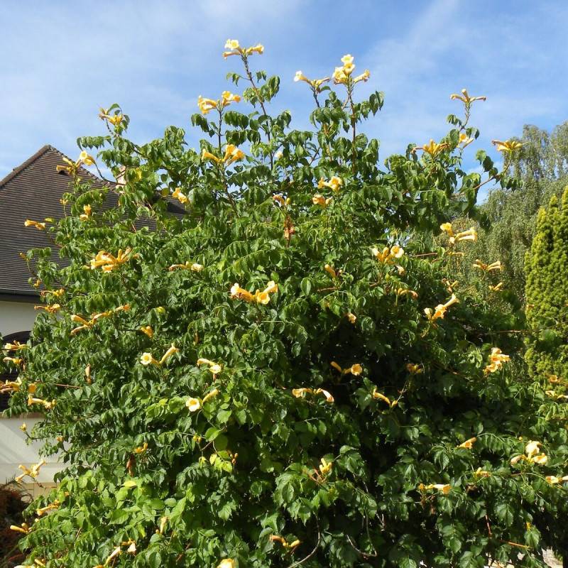 Bignone radicans Yellow Trumpet à fleurs Jaune - feuillage Caduc - Pot de 1L - 30/60 cm-  hauteur à maturité De 5,00 m à 10,00 m - Image 3