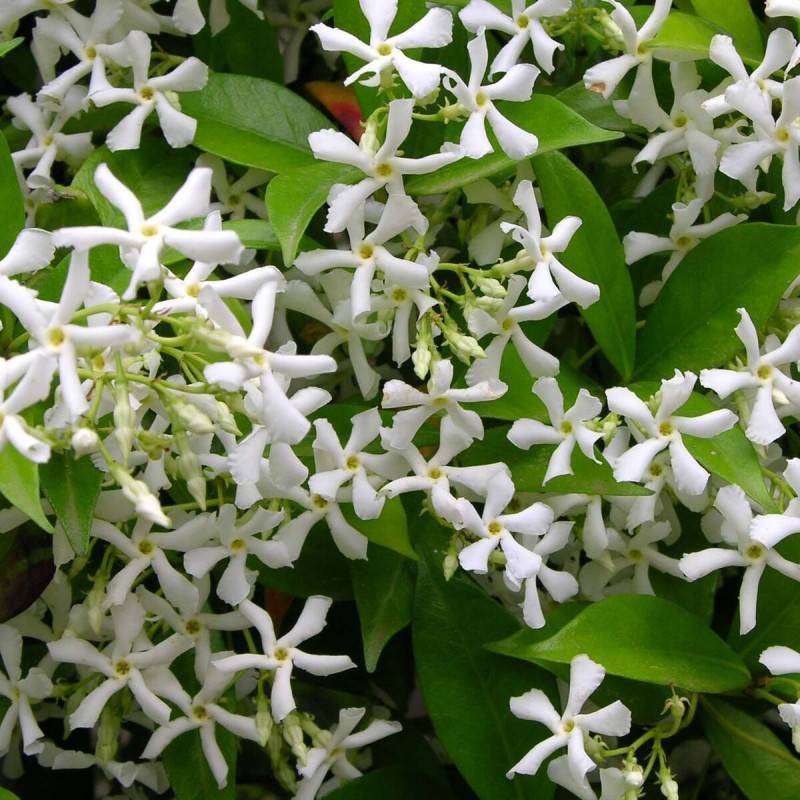 Jasmin étoilé, Jasmin persistant blanc, Trachelospermum à fleurs Blanche/ - feuillage Persistant - Godet - 5/20 cm