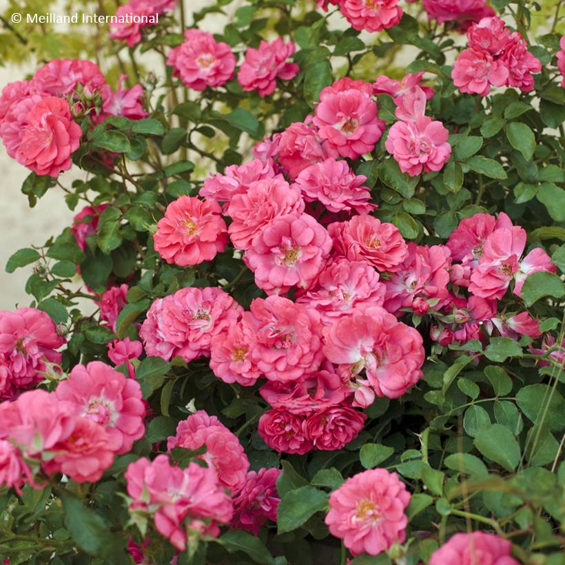 Promesse de Fleurs - Rosier couvre-sol Coral Drift Pot de 2L/3L