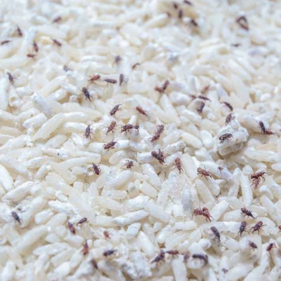 Biotop - Biotop - Trichogrammes anti-mites alimentaires - 12 diffuseurs - Imagen 3