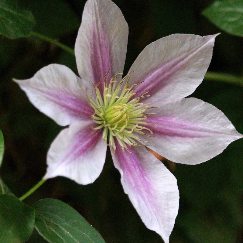 Clématite Sally™ 'Evipo077' à fleurs Rose - feuillage Caduc - Pot de 1,5L - Tuteur bambou 30/60 cm- hauteur à maturité De 1,00 m à 1,50 m - Image 6