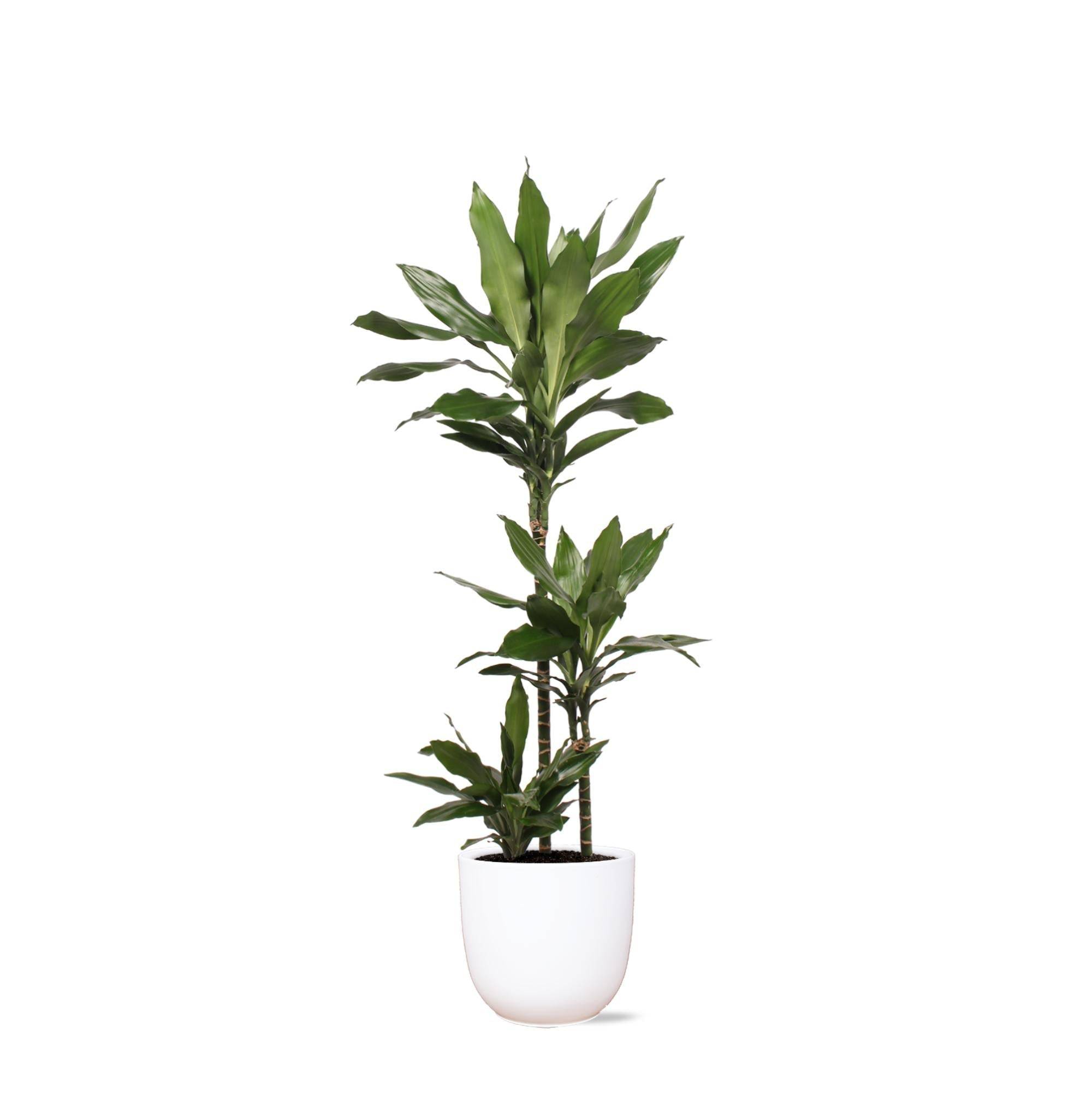 La Green Touch - Dracaena Janet Lind et son pot- La Green Touch Blanc - Hauteur 24cm