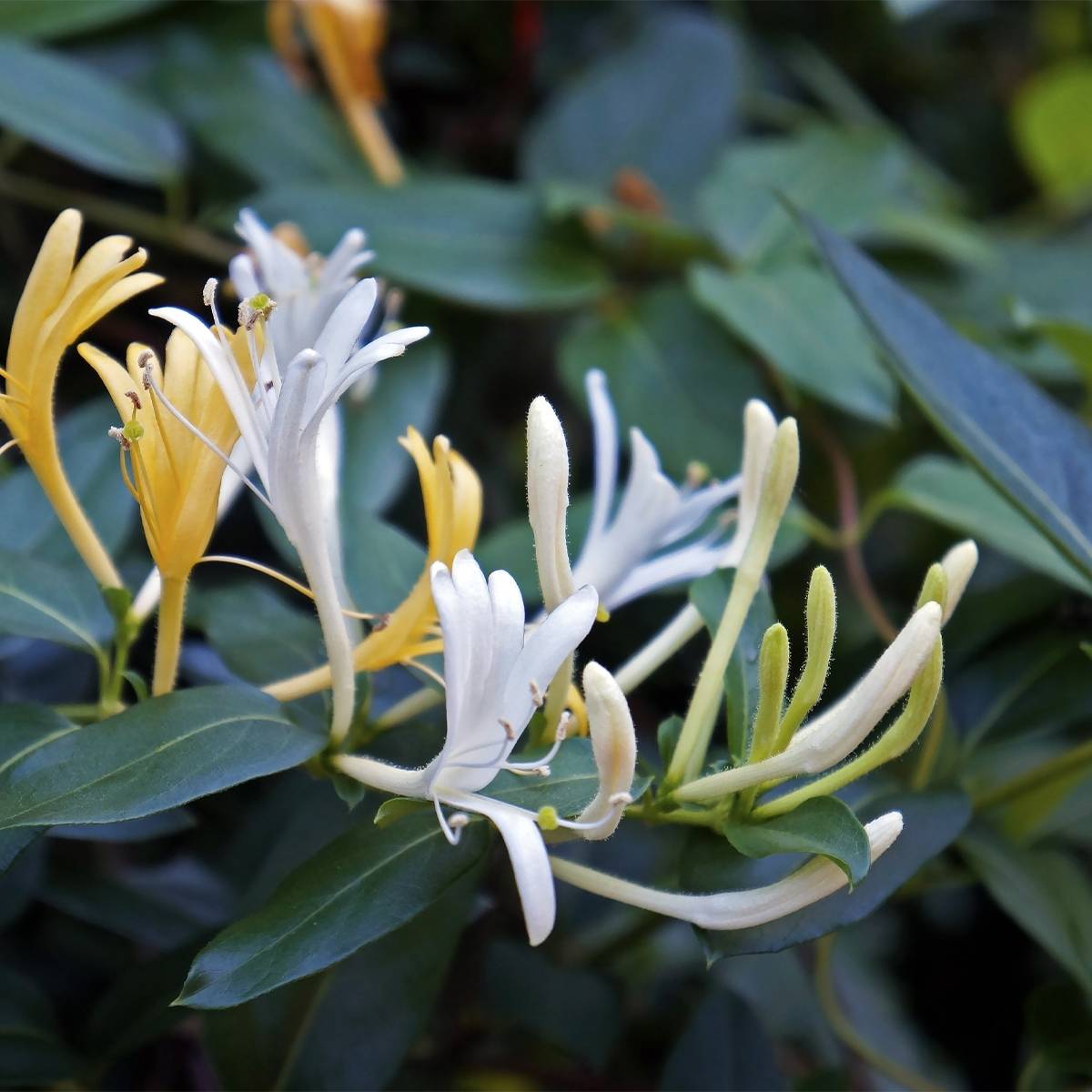Promesse de Fleurs - Chèvrefeuille du Japon - Lonicera japonica Dart's Acumen Godet de 8/9 cm - Image 1