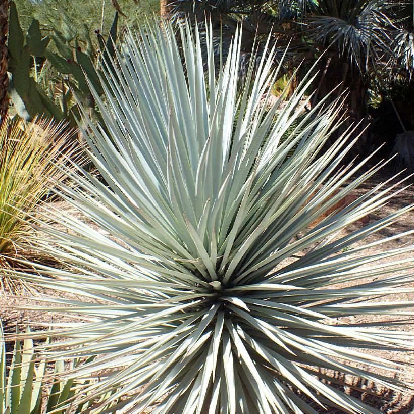 Yucca rigida Blue Sentry - Yucca sentinelle bleue Pot de 3L/4L - Image 1