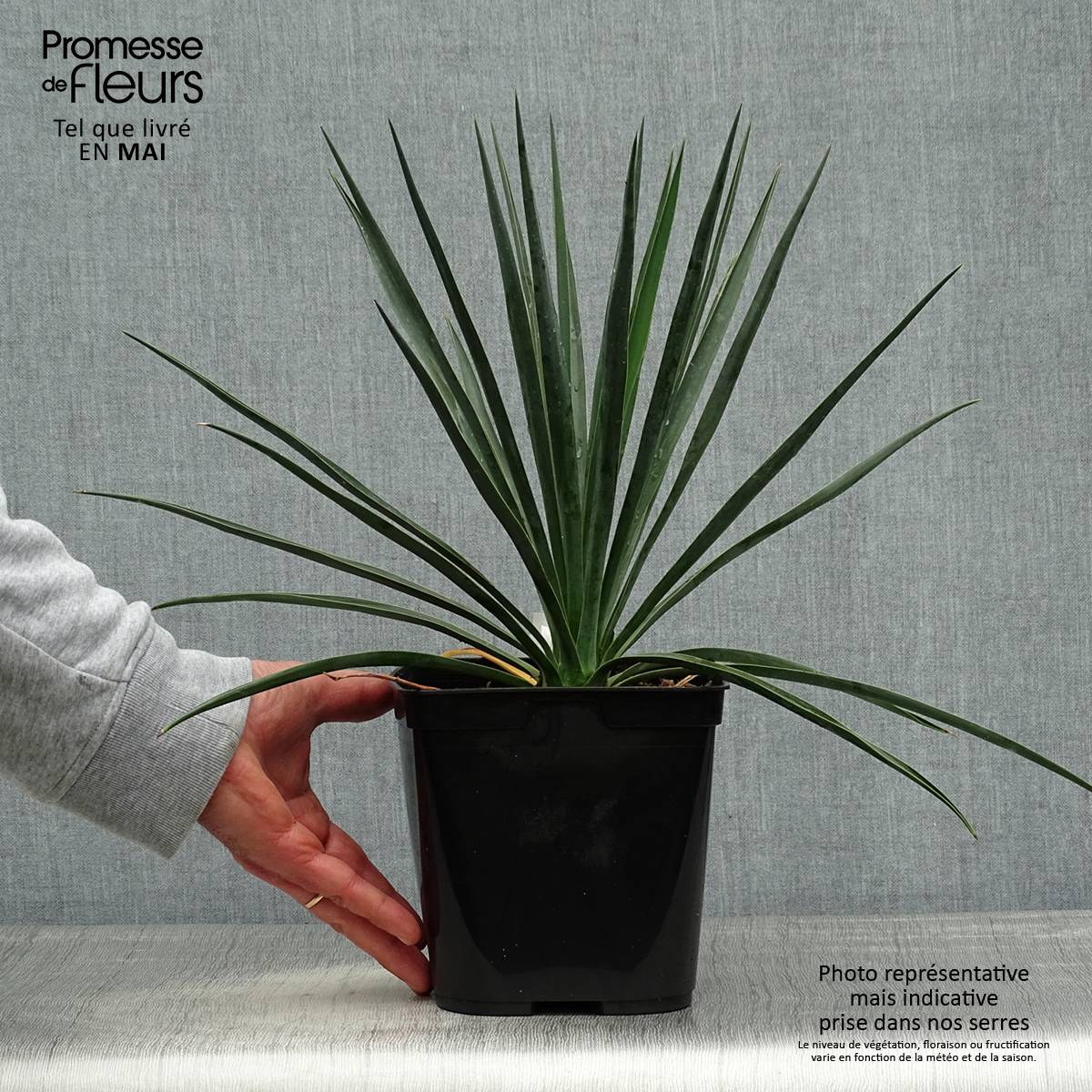 Yucca rigida Blue Sentry - Yucca sentinelle bleue Pot de 3L/4L - Image 2