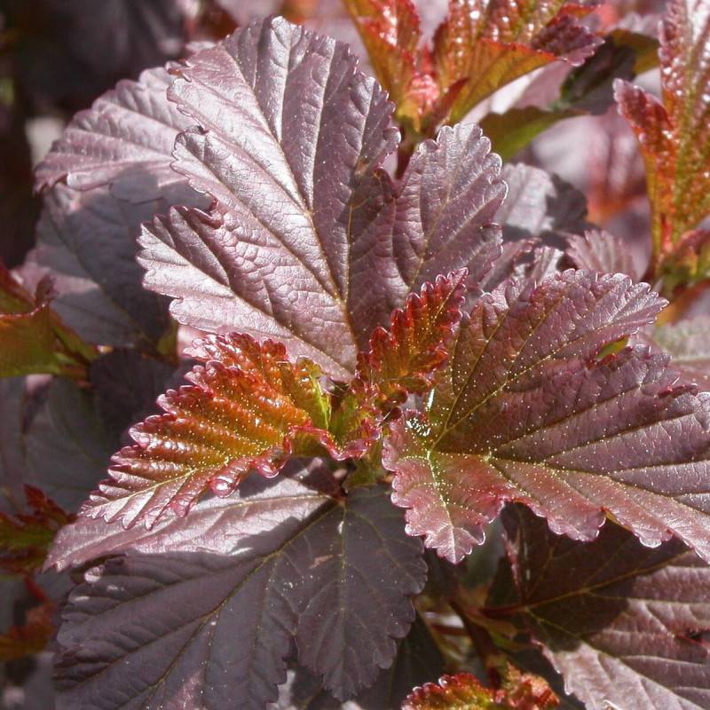Physocarpus Diabolo®, Physocarpe à fleurs Blanche - feuillage Caduc - Pot de 4L - 40/60 cm-  hauteur à maturité De 2,50 m à 3,00 m - Imagen 1