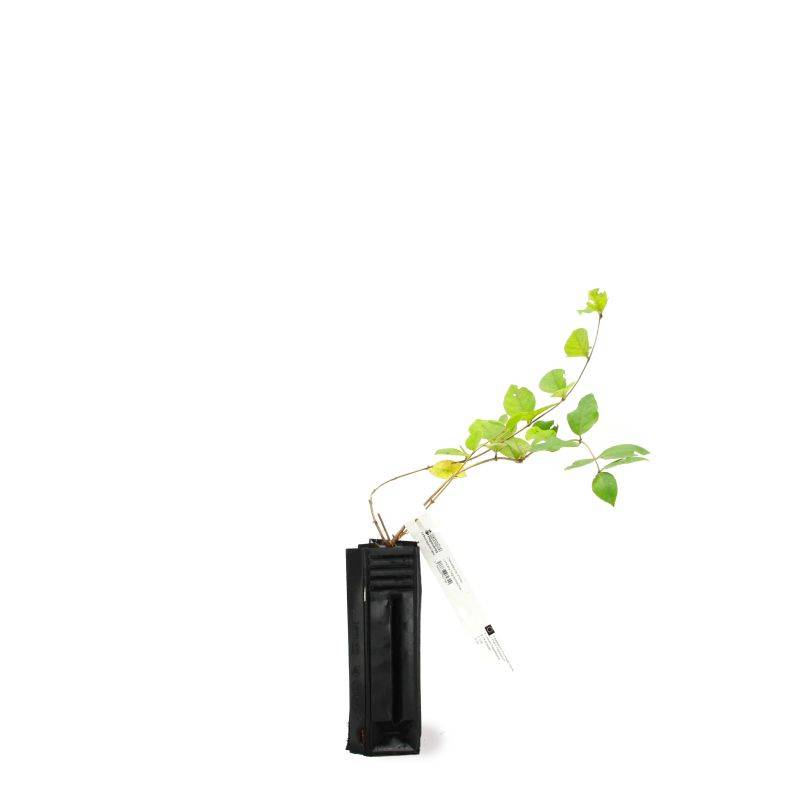Chèvrefeuille d'hiver (Lonicera fragantissima) - Godet - Taille 13/25cm - Pépinières Naudet - Imagen 2