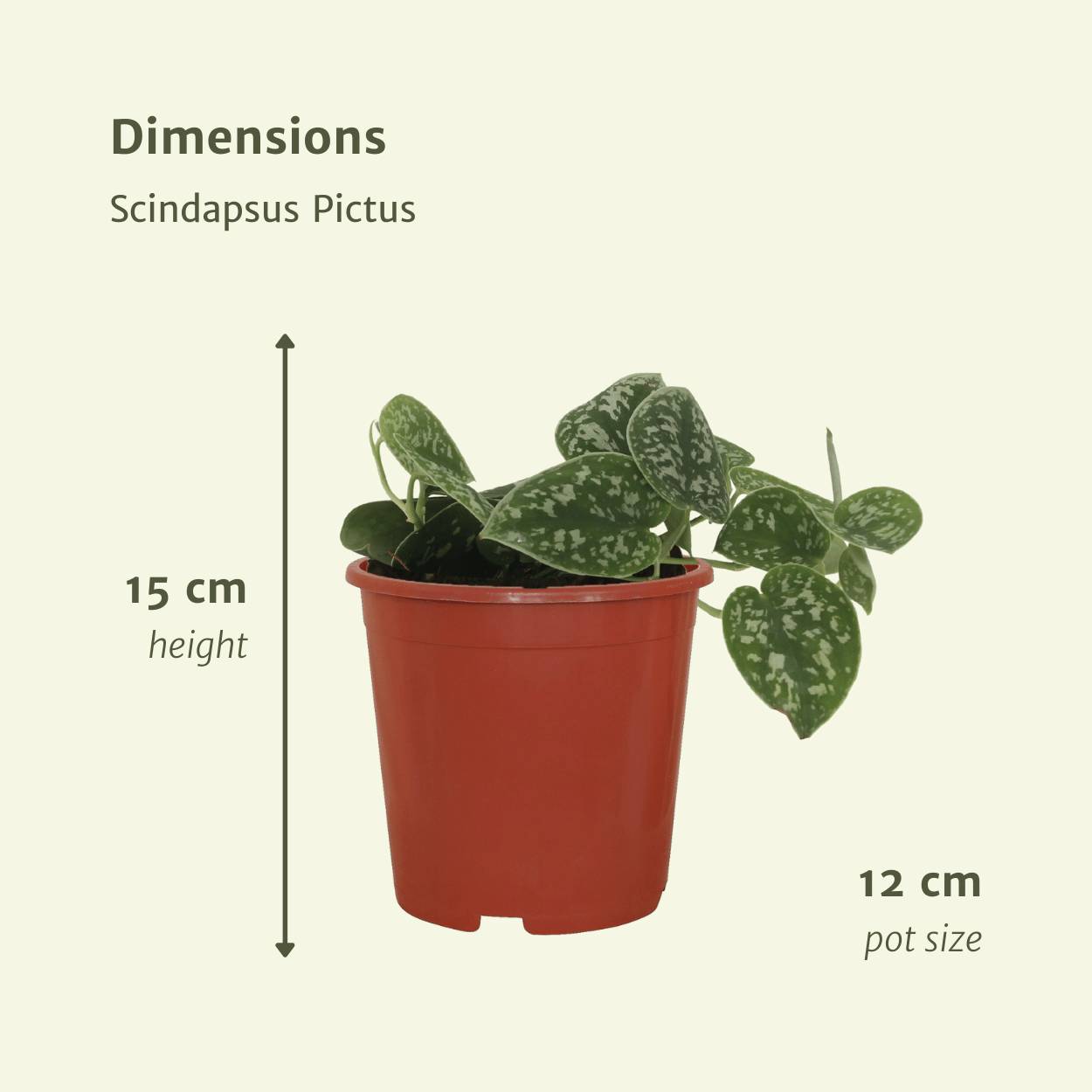 2x Scindapsus Pictus - D12 H15cm - Image 4