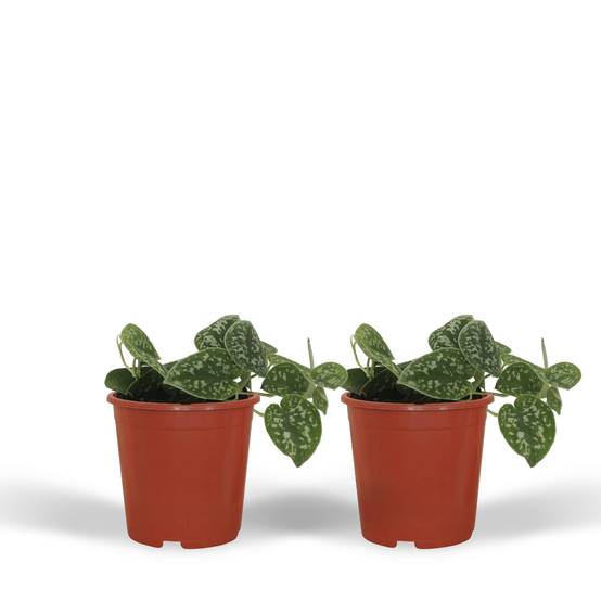 2x Scindapsus Pictus - D12 H15cm - Image 1