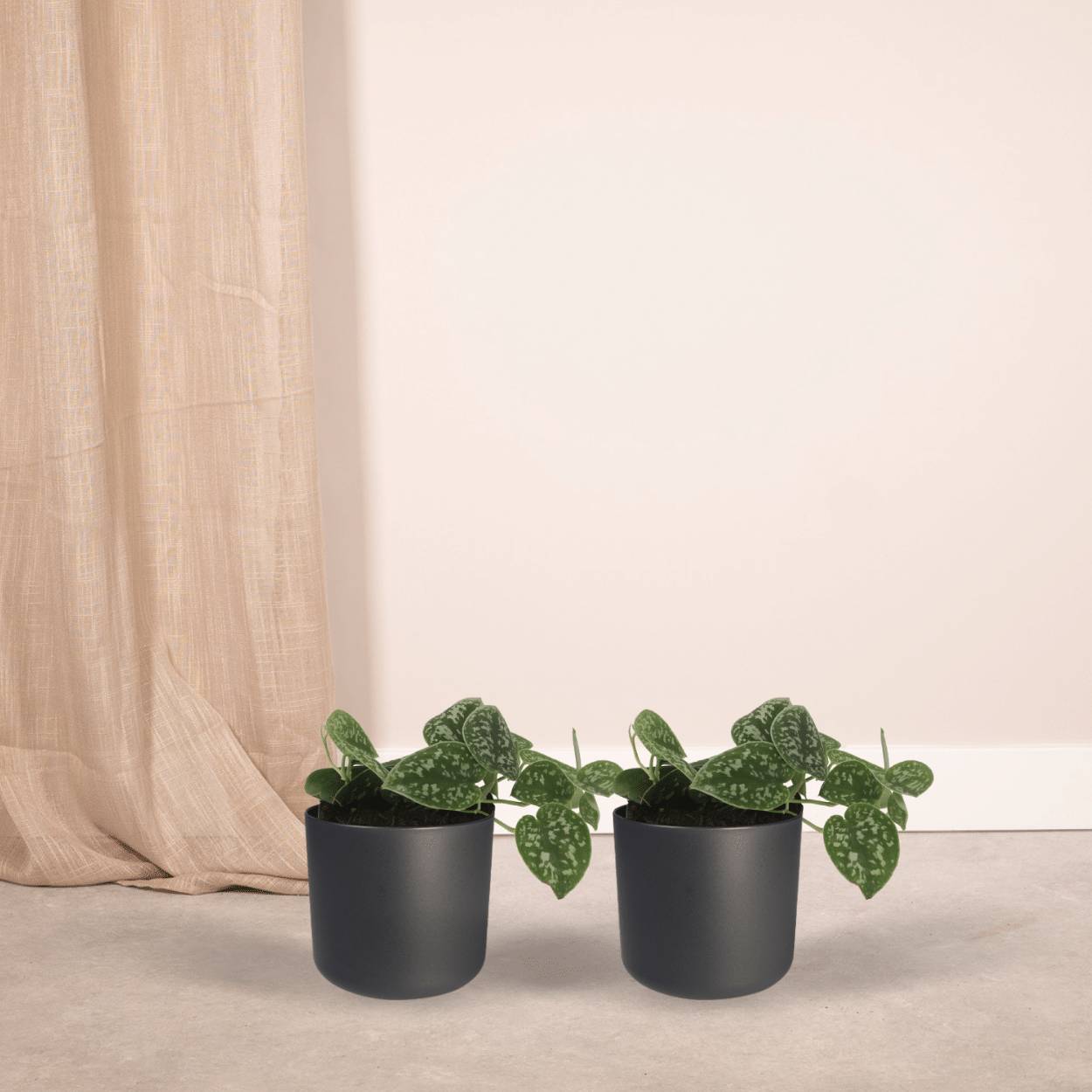 2x Scindapsus Pictus - D12 H15cm - Image 2