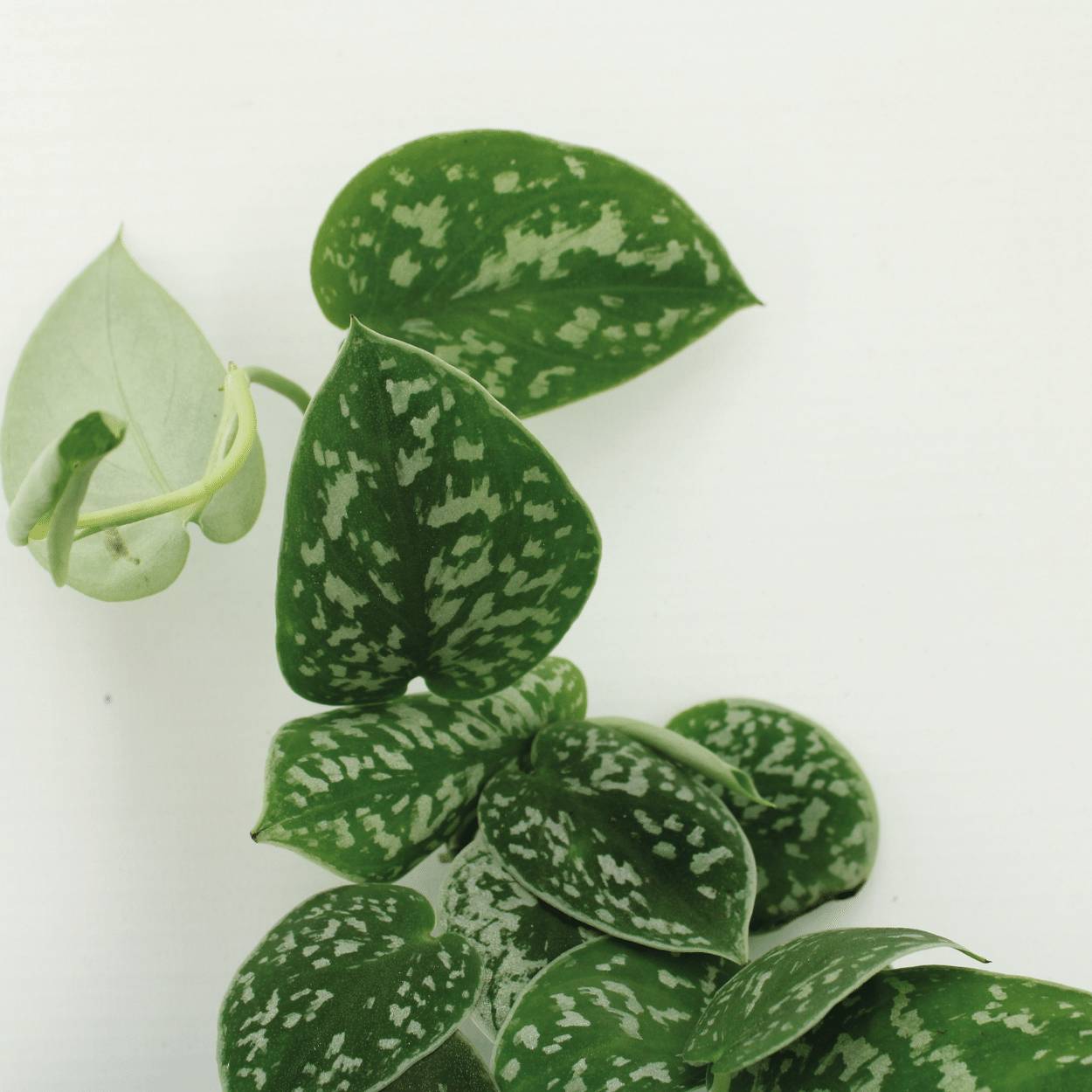 2x Scindapsus Pictus - D12 H15cm - Image 3