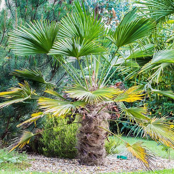 Trachycarpus wagnerianus - Palmier miniature Pot de 6L/7L