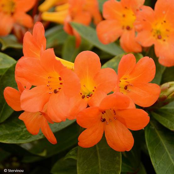 Rhododendron vireya Vladimir Bukovski Pot de 3L/4L - Image 1