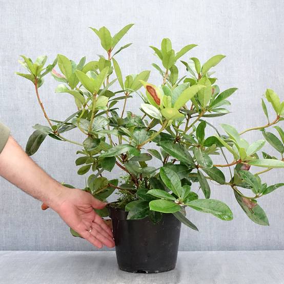 Rhododendron vireya Vladimir Bukovski Pot de 3L/4L - Image 2