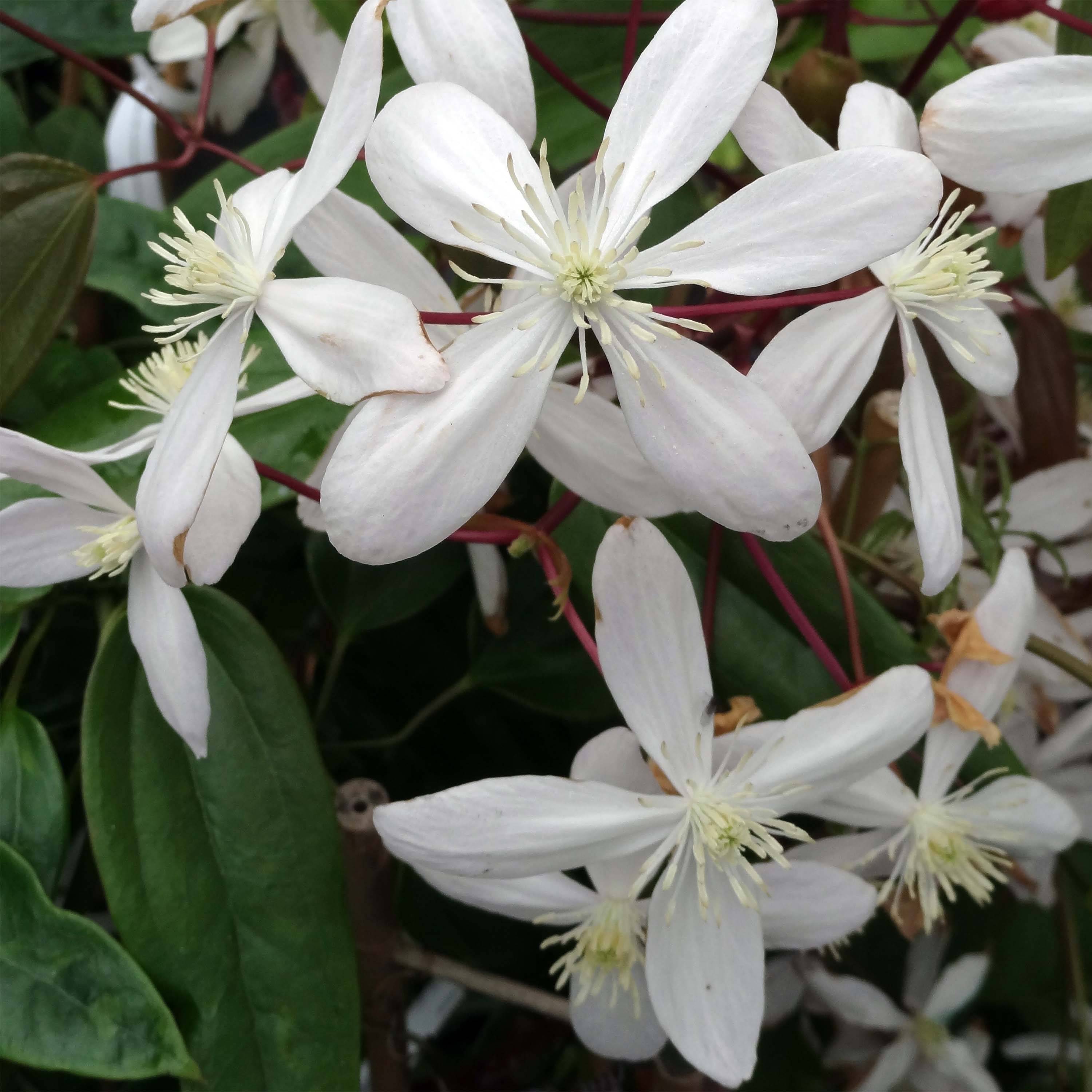 Promesse de Fleurs - Clématite - Clematis armandii Hendersonii Rubra Pot de 2L/3L