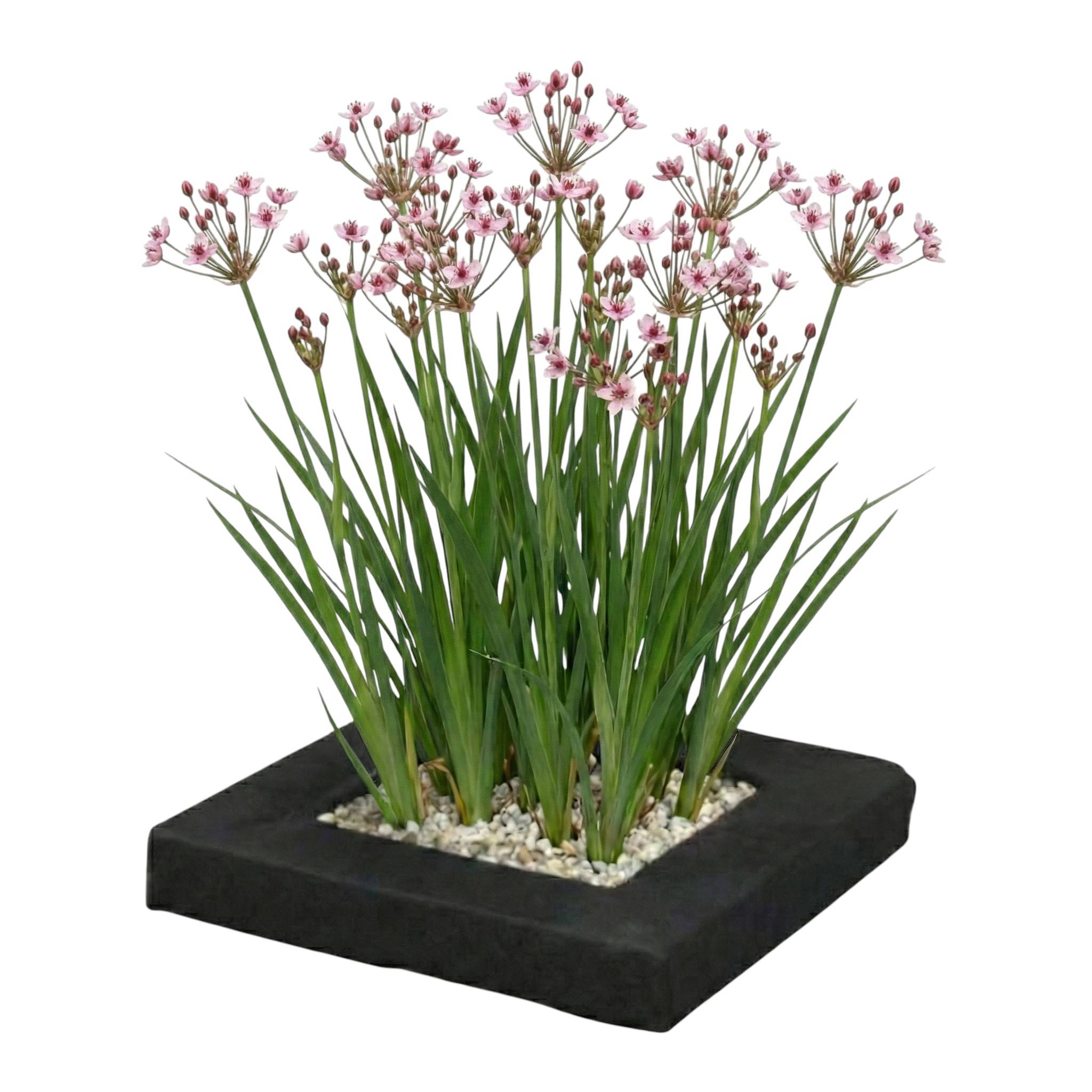 0 - Île Flottante avec Butome - 4 Plantes Aquatiques Rustiques - Image 1