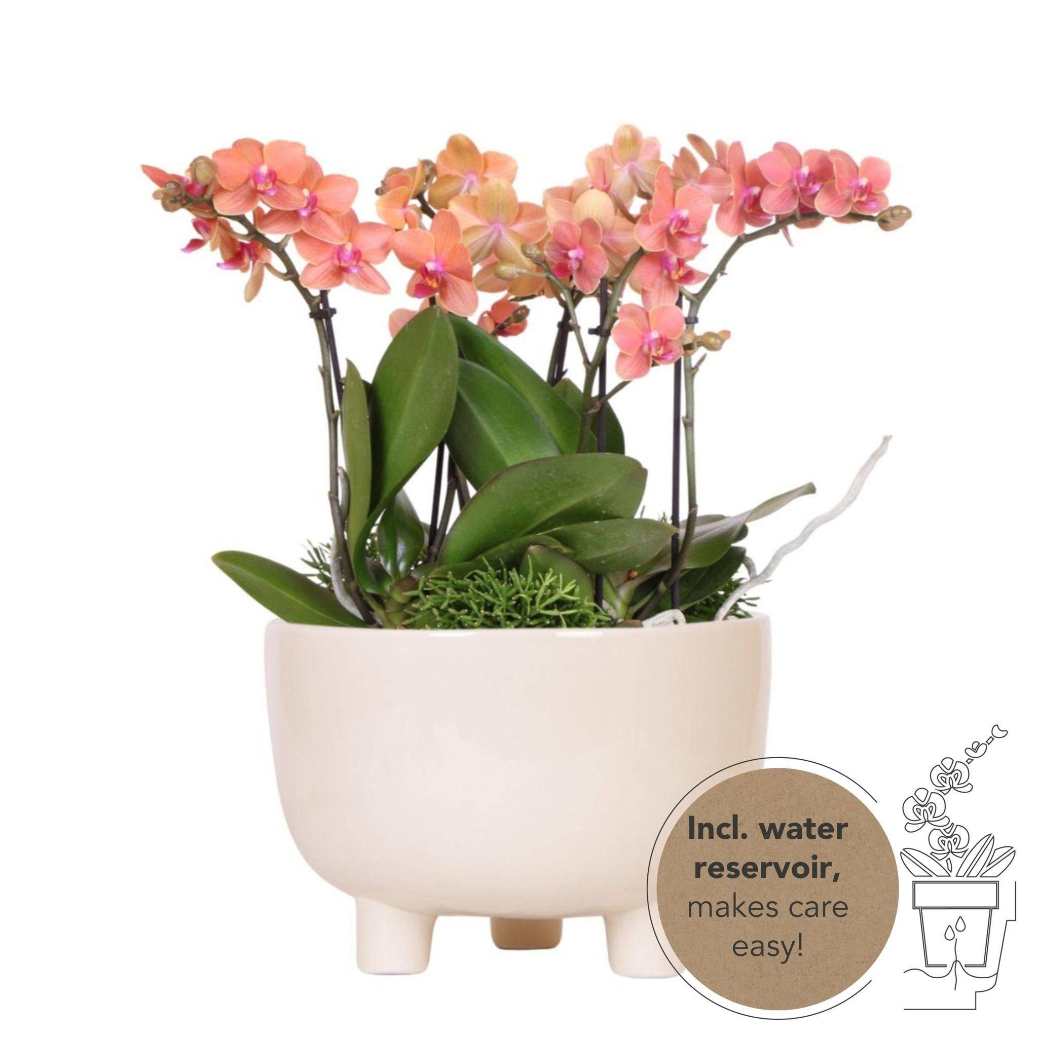 La Green Touch - Orchidées Orange en Bol avec Rhipsalis et Réservoir d'eau- La Green Touch - Imagen 1