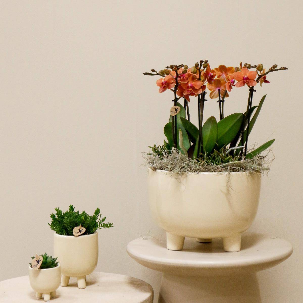 La Green Touch - Orchidées Orange en Bol avec Rhipsalis et Réservoir d'eau- La Green Touch - Imagen 2