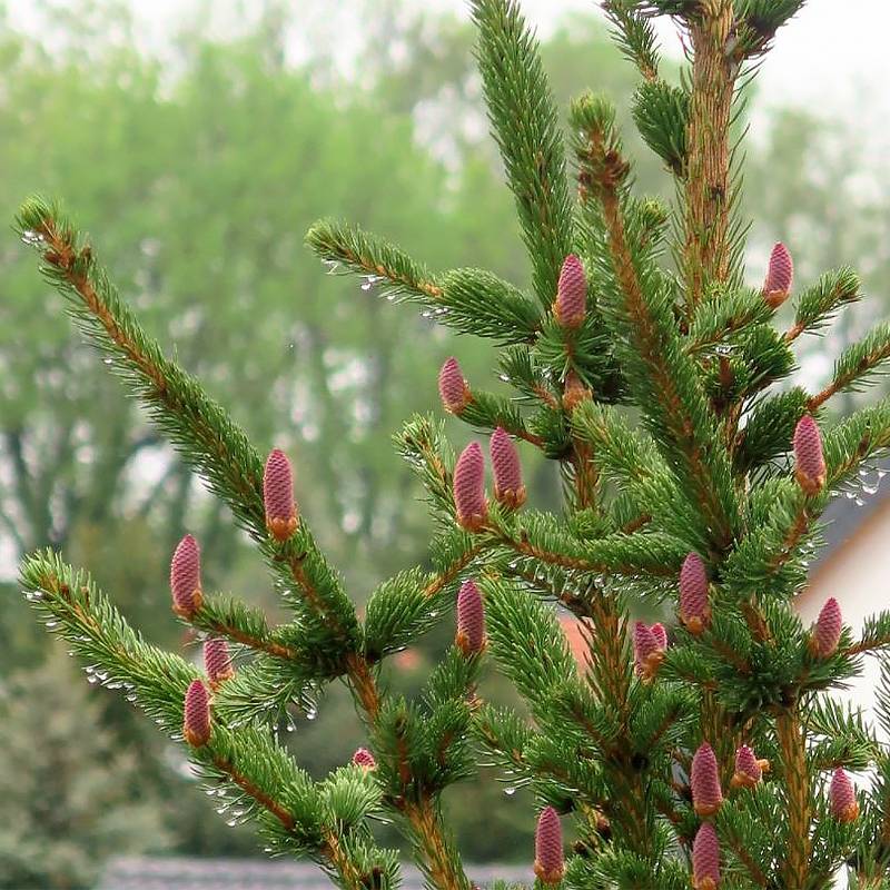Sapin bleu, Epicéa du Colorado - Picea pungens Lucky Strike Pot de 3L/4L - Image 1