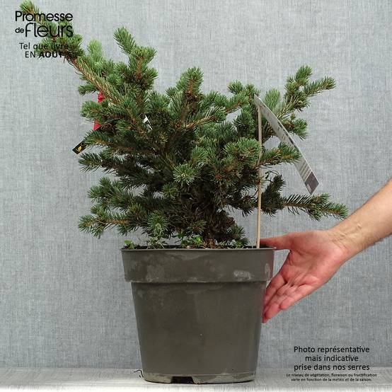 Sapin bleu, Epicéa du Colorado - Picea pungens Lucky Strike Pot de 3L/4L - Image 2
