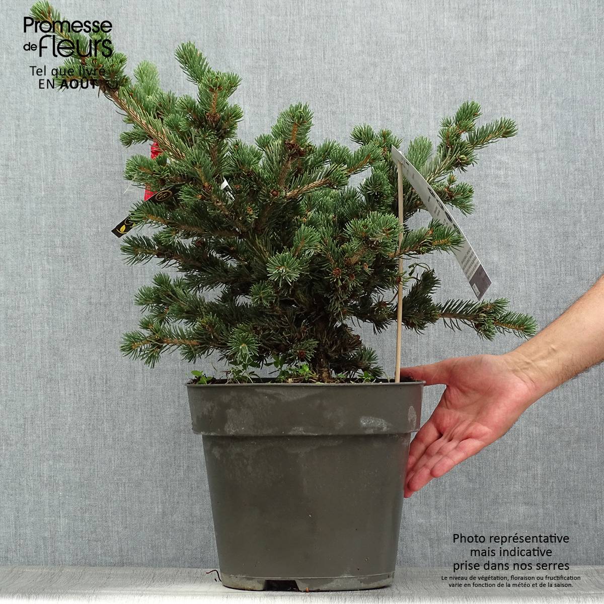 Sapin bleu, Epicéa du Colorado - Picea pungens Lucky Strike Pot de 3L/4L - Image 2