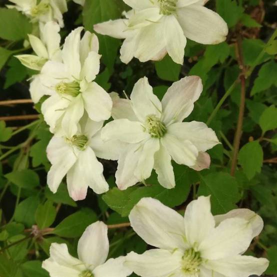 Clématite montana Starlet® White Perfume 'fpdw2009' à fleurs Blanche - feuillage Caduc - Pot de 1,5L - Tuteur bambou 30/60 cm- hauteur à maturité De - Image 5