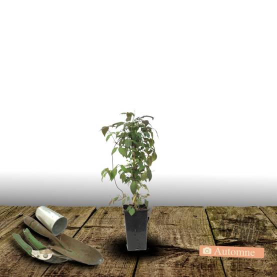 Clématite montana Starlet® White Perfume 'fpdw2009' à fleurs Blanche - feuillage Caduc - Pot de 1,5L - Tuteur bambou 30/60 cm- hauteur à maturité De - Image 2