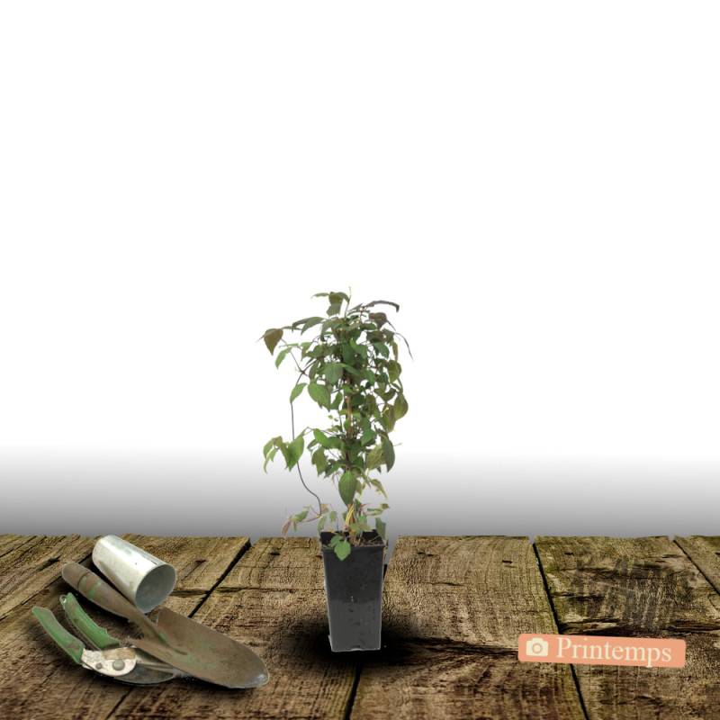 Clématite montana Starlet® White Perfume 'fpdw2009' à fleurs Blanche - feuillage Caduc - Pot de 1,5L - Tuteur bambou 30/60 cm-  hauteur à maturité De - Image 4