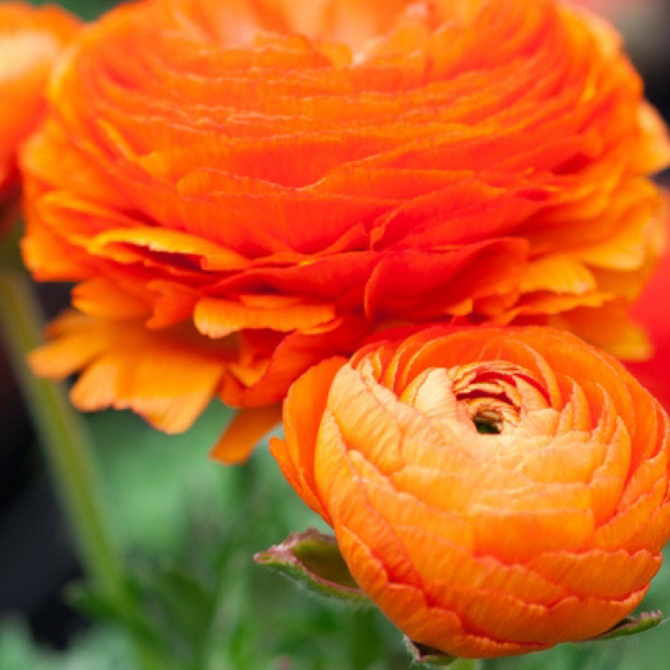 Renoncule - Set de 80 - Ranunculus - Bulbes à fleurs - Image 3