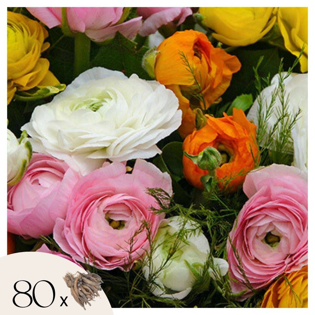 Renoncule - Set de 80 - Ranunculus - Bulbes à fleurs - Image 1