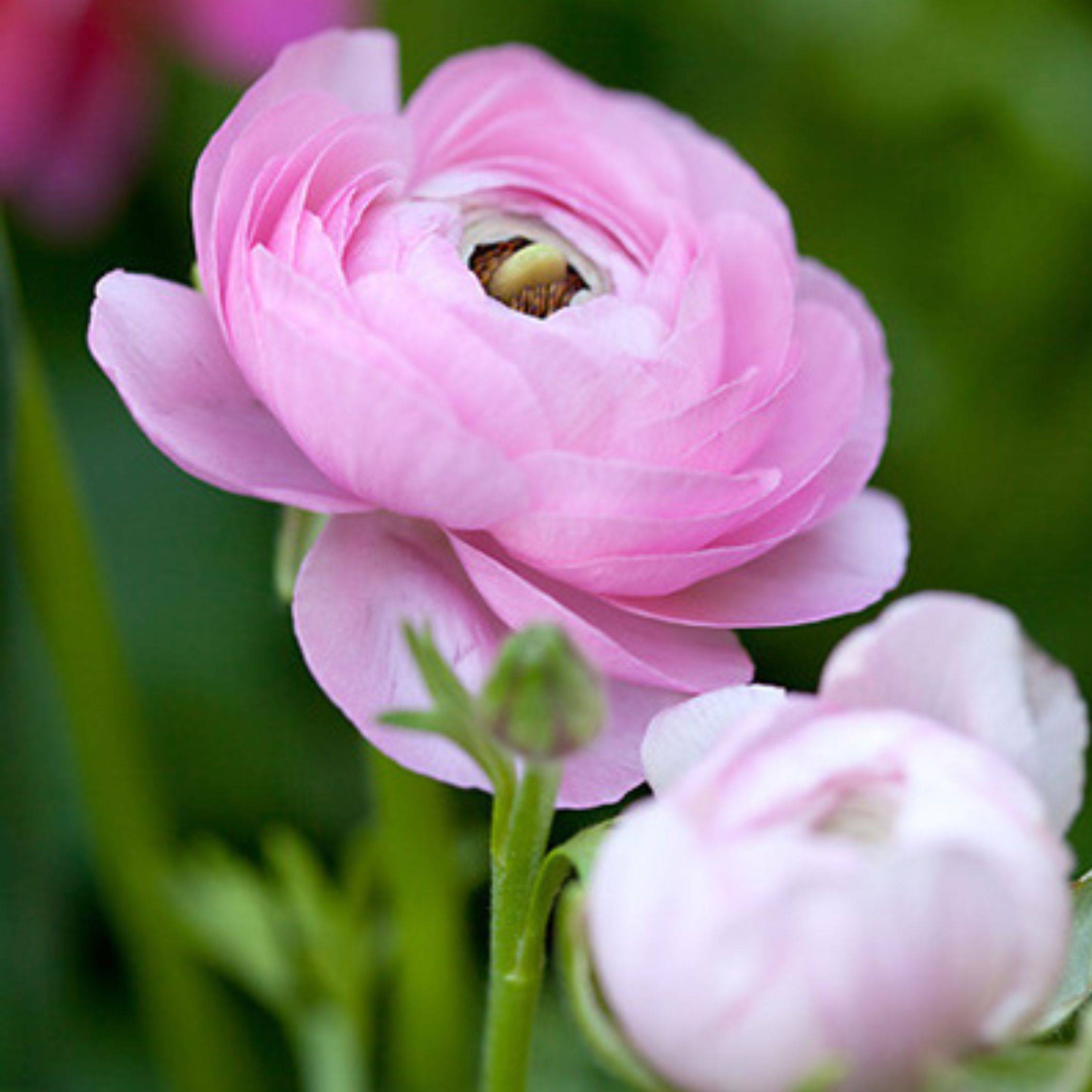 Renoncule - Set de 80 - Ranunculus - Bulbes à fleurs - Image 4