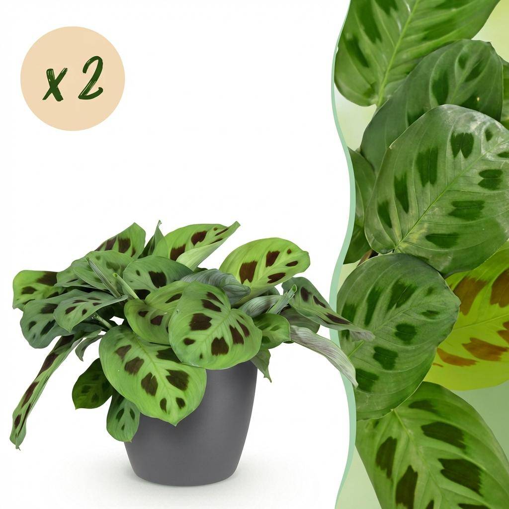 Maranta Fascinator Kerchoveana - H35cm - Image 2
