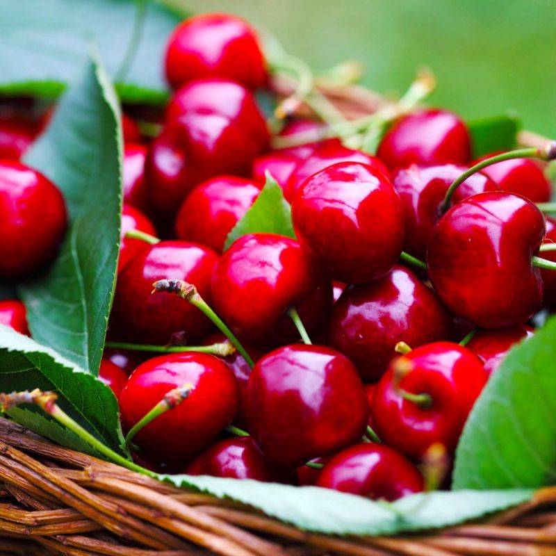 Cerisier griotte 'Belle Magnifique' (Prunus x gondouinii 'Belle Magnifique') - Scion de 150cm - Pépinières Naudet - Imagen 2