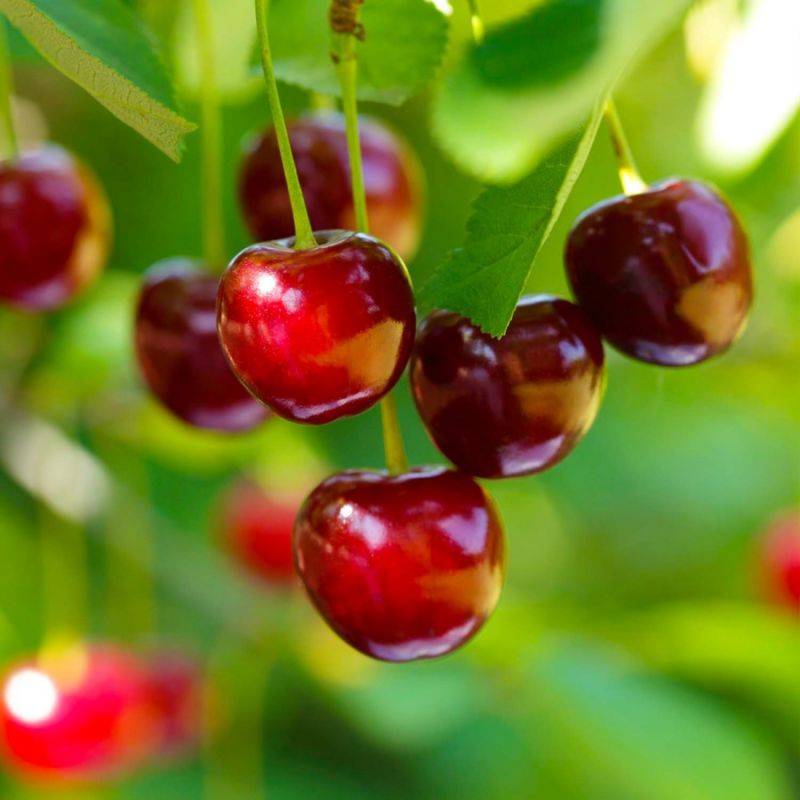 Cerisier griotte 'Belle Magnifique' (Prunus x gondouinii 'Belle Magnifique') - Scion de 150cm - Pépinières Naudet - Imagen 1
