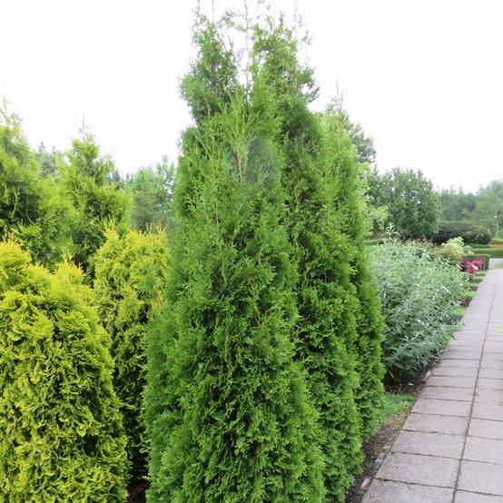 Promesse de Fleurs - Thuya du Canada - Thuja occidentalis King of Brabant Godet de 8/9 cm