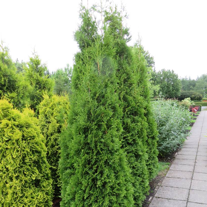 Promesse de Fleurs - Thuya du Canada - Thuja occidentalis King of Brabant Godet de 8/9 cm